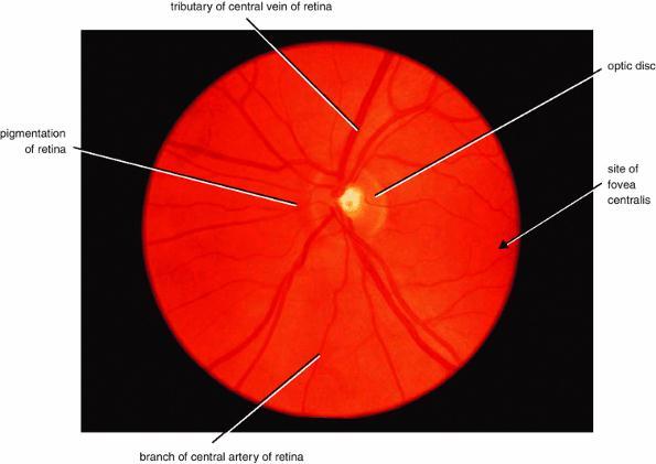 Central artery of the retina Muscular branches Internal Carotid Artery