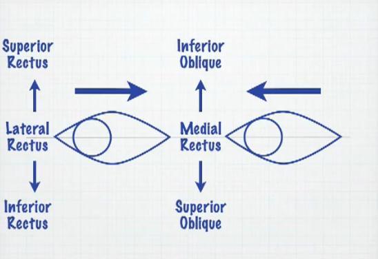 Movement of eye when testing
