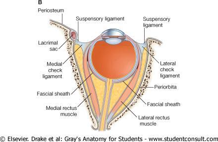 Fascial Sheath of the Eyeball Surrounds the eyeball from the optic nerve to the corneoscleral junction.