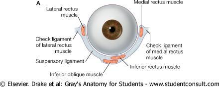 Fascial Sheath of the Eyeball The sheaths for the tendons of the medial and lateral recti are attached to the medial and lateral walls of the orbit by triangular ligaments called the medial and