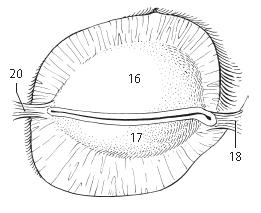 The Orbital Septum The framework of the eyelids is formed by a fibrous sheet. Attached to the periosteum at the orbital margins.