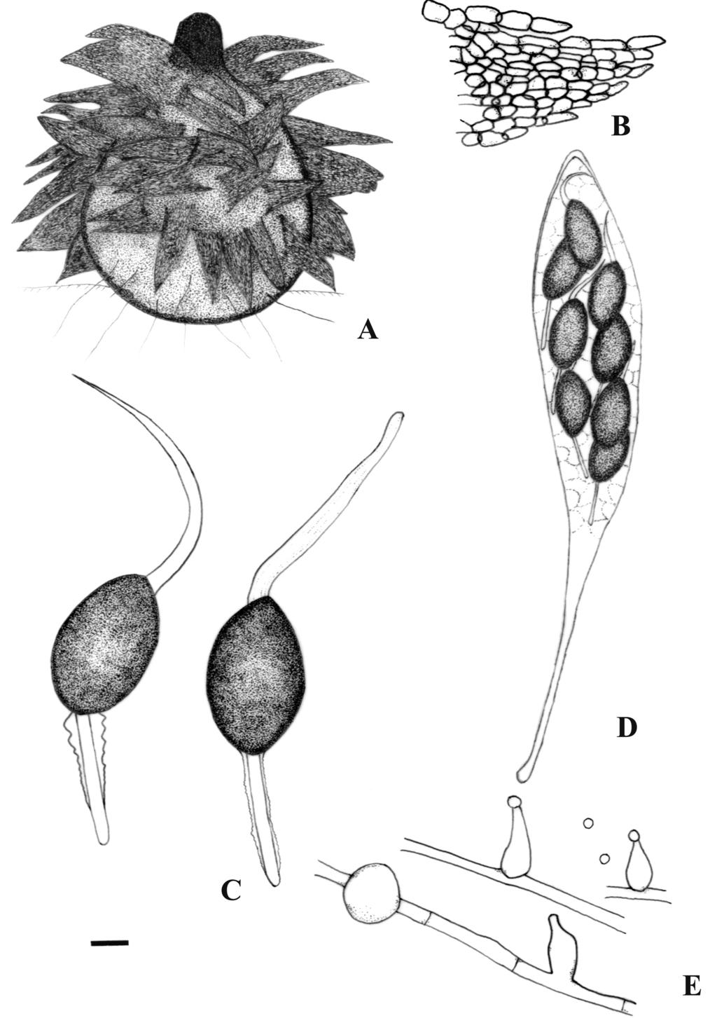 170 Botanical Bulletin of Academia Sinica, Vol. 46, 2005 Figure 1. Podospora multipilosa.