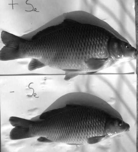 The carp juveniles, (Cyprinus carpio), variety Lausitz (1) at the beginning of the experiment (left); (2) at the end of the experiment (right) presenting the maximum body weight of the experimental