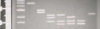 restriction with endonucleases: cut DNA