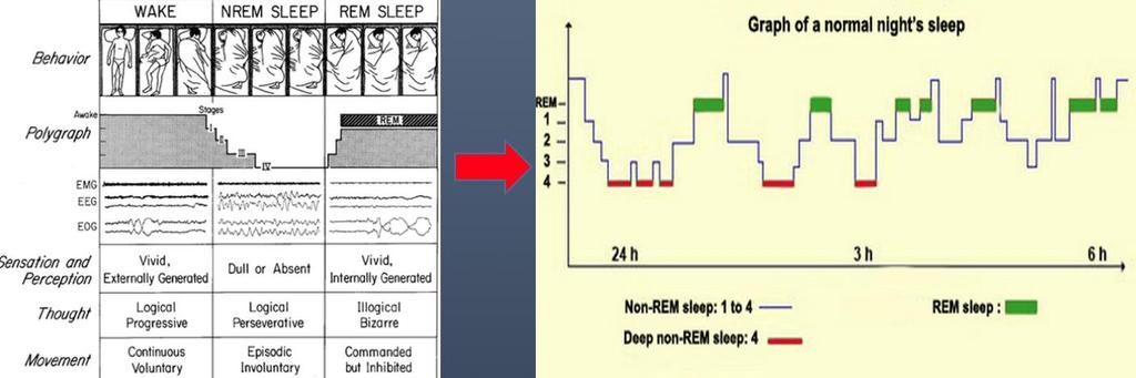 Sleep Cycles Construct : NREM / REM Sleep