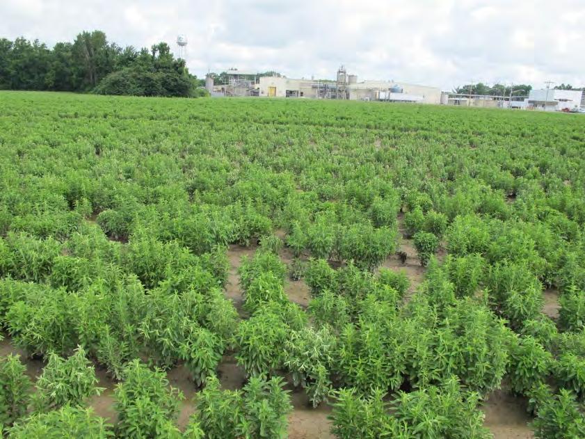 Stevia Production in NC