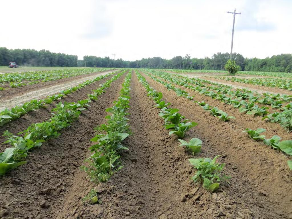 Organic Tobacco Production Best management practices recommend following a rotation