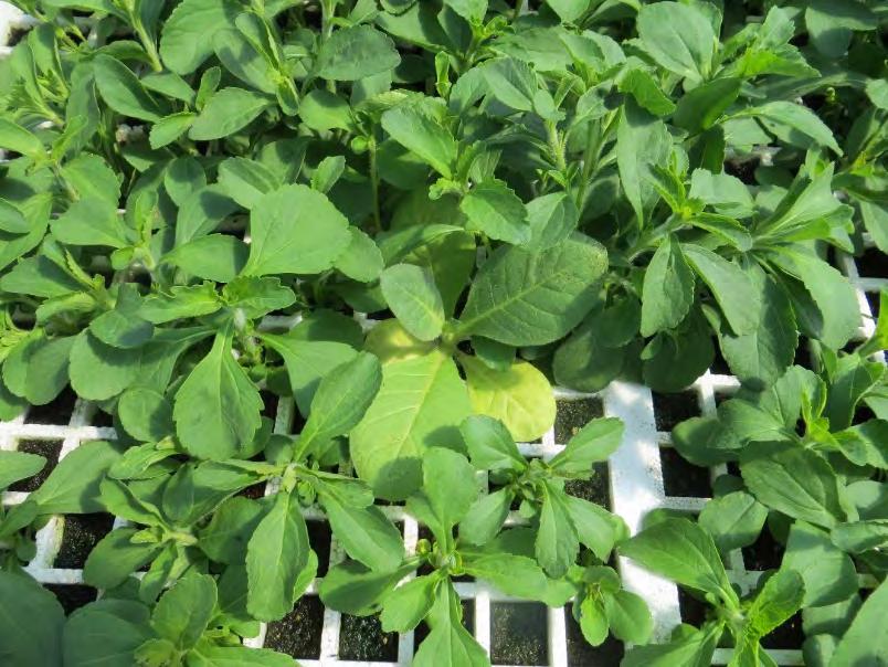 dvantages of Stevia as a Tobacco Rotation Stevia is a perennial crop Stevia production has a