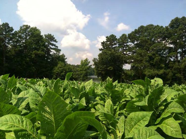 Stevia in the Southeast The climate and soil