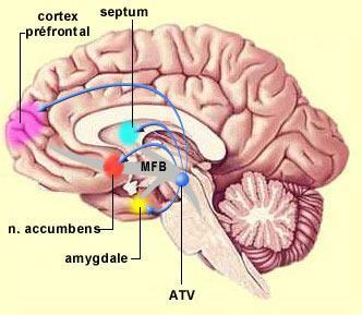 The limbic system - Components Subcortical areas: Septal nuclei, a set of structures that lie in front of the lamina terminalis, considered a pleasure zone.