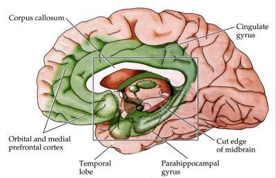Components Cortical areas: Limbic lobe (parahippocampal gyrus) Orbitofrontal cortex, a region in the frontal lobe involved in the process of decisionmaking.