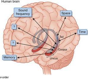Hippocampus is involved with various processes relating to cognition.