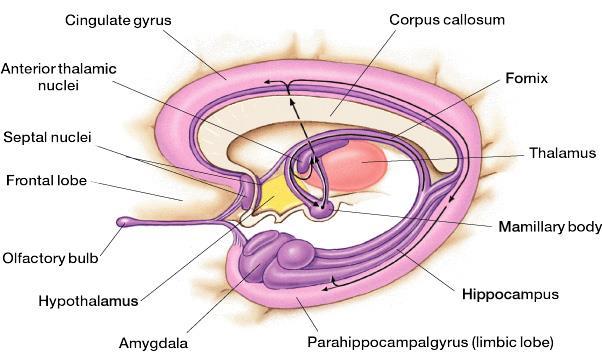 Components Diencephalic structures: Hypothalamus: a center for the limbic system, connected with the frontal lobes, septal nuclei and the brain stem reticular formation, with the hippocampus and with