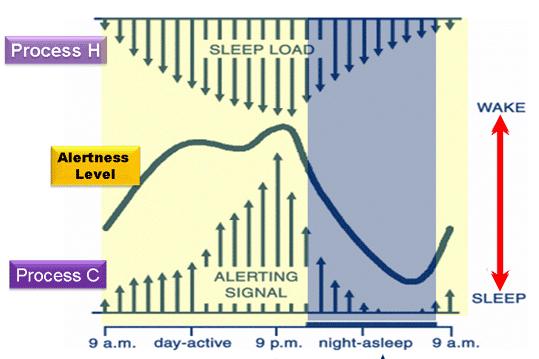 Biology of Sleep: Two Process Model of Sleep Regulation Borbély AA;