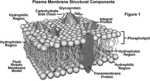 What structures do you see embedded in the cell (plasma) membrane? The cell membrane controls what goes in and what goes out of the cell.