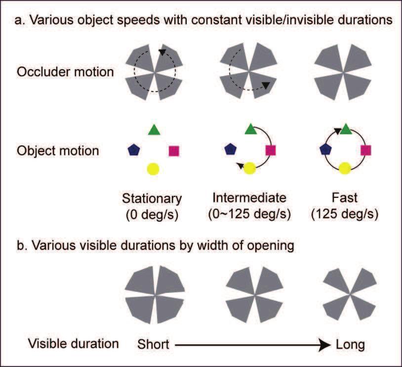 246 Frontiers in Brain, Vision and AI invisible periods. Two rotation directions of the pattern (clockwise and counterclockwise) were used. The angular velocity of objects, from 0 /s (i.e., static) to 125 /s was manipulated by the relative motion of the objects and occluder, which kept the exposure and occlusion durations constant (Figure 3).