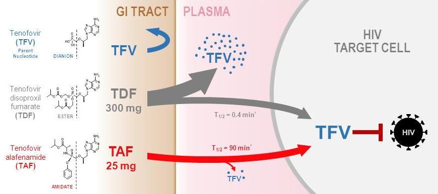 Tenofovir Alafenamide (TAF) 91% lower plasma TFV levels minimize renal and bone effects while maintaining high potency for suppressing HIV less effect on renal tubular and overall
