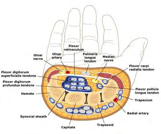 Volar hand- carpal tunnel and proximal Median nerve Ulnar nerve Radial
