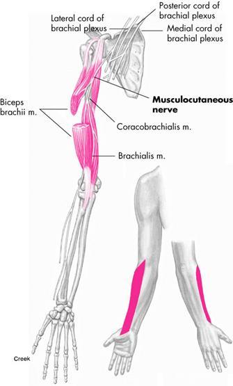 Nerves Musculotaneous nerve - branches from C5 &