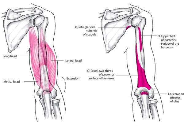 Triceps Brachii Muscle All heads: extension of elbow Long head: extension