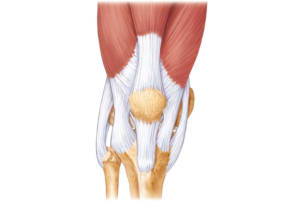 , quadriceps and semimembranosus tendons Joint capsule is thin and absent anteriorly Anteriorly, the quadriceps tendon gives rise to: Lateral and medial patellar retinacula Patellar (b) Superior view