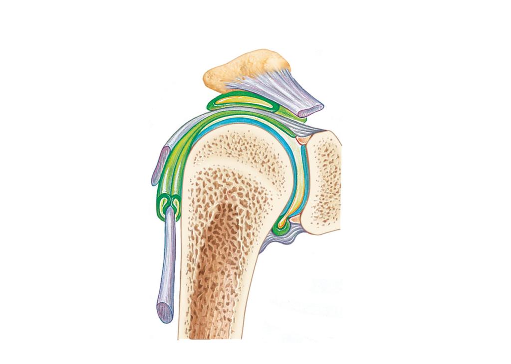 Acromion of scapula Coracoacromial Subacromial bursa Fibrous articular capsule Tendon sheath Tendon of long head of biceps brachii muscle Synovial cavity of the glenoid cavity containing synovial