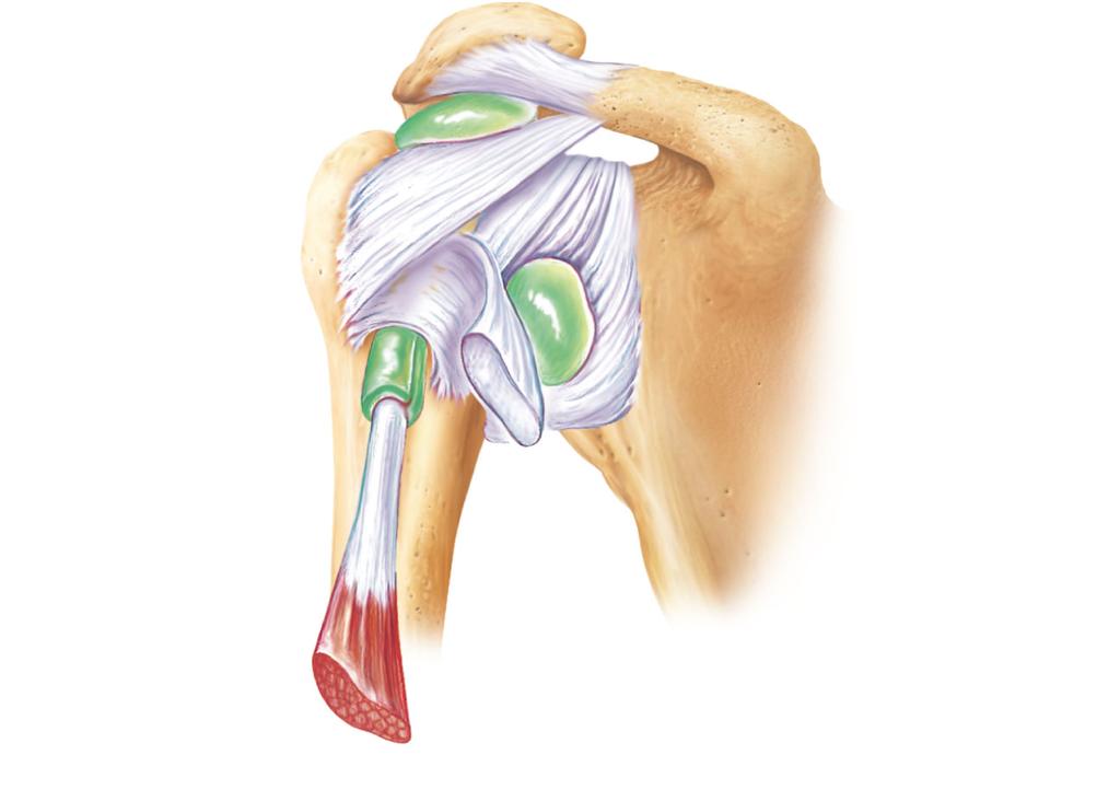 reinforcements (a) Frontal section through right shoulder joint Animation: Rotatable shoulder Figure 8.