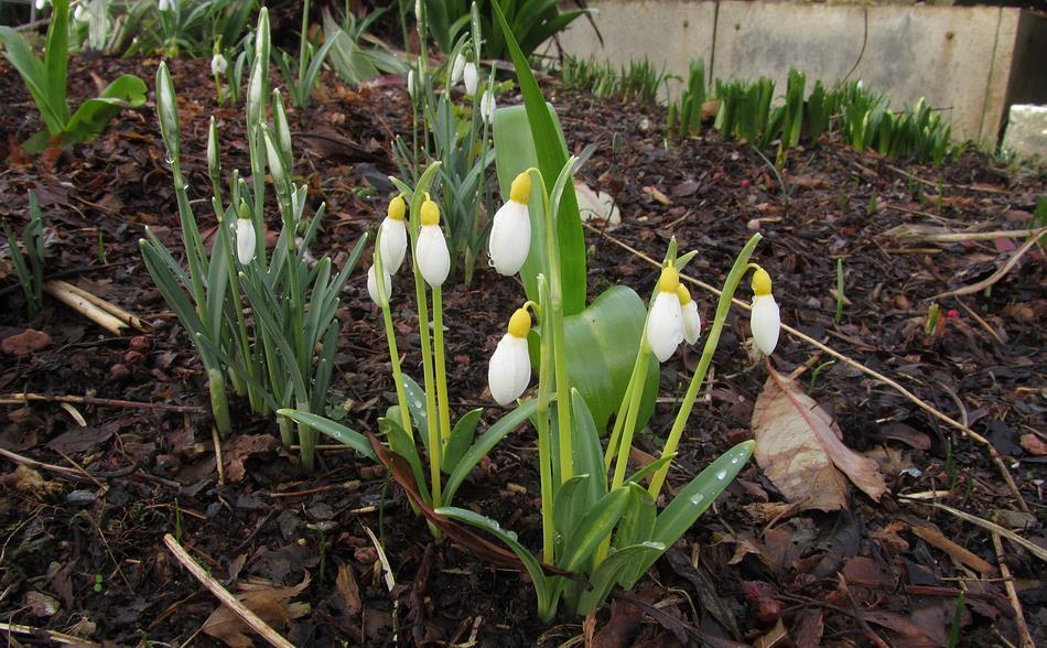 Of course buying is not the only way to get some different snowdrops, if you start raising them from seed you can get your