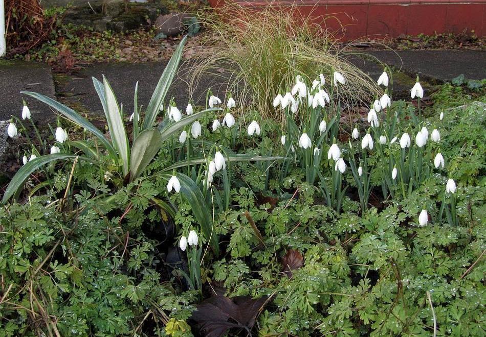 People from all over are celebrating Galanthus, the Snowdrops.