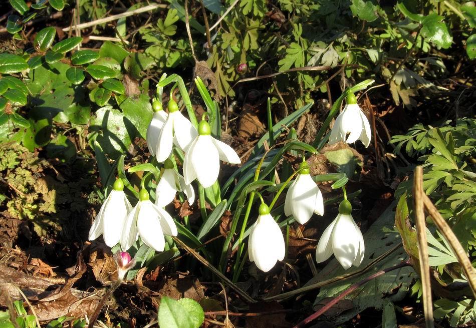 the flowers makes snowdrops
