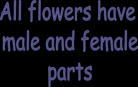 This is the name for the FEMALE part of the flower.