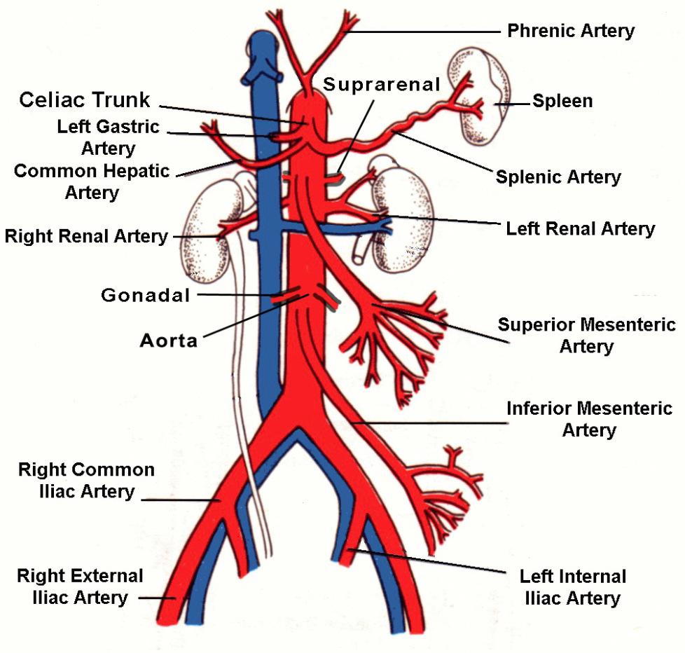 Abdominal Aorta Scanning Like FAST, Abdominal Aorta Scanning is a goal directed examination to detect the presence of an abdominal aortic aneurysm.