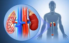 -Kidneys filter half a cup of blood every minute, removing wastes and extra water to make urine.