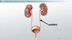 The ureters The job of the ureters is very simple.