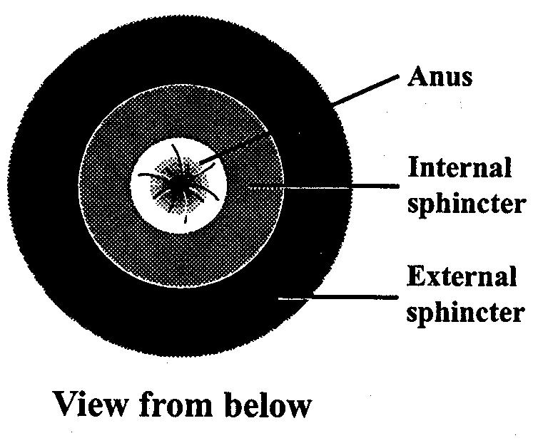 The back passage or anus has two rings of muscle around it - see diagram two.