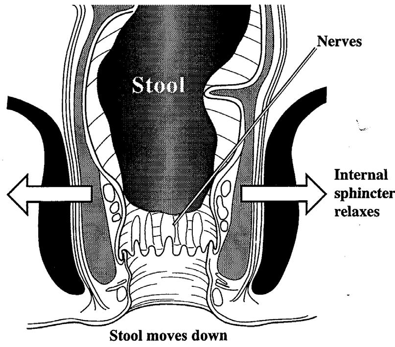 The outer ring of muscle is the external, a voluntary muscle which you can tighten up to close more firmly if you need to control your bowels urgently - for example, if you have diarrhoea.