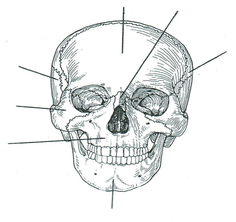 1. The figure below is a lateral view of the head. Label the following bones.