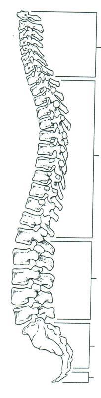 occipital bone dark green 4. The figure below is a lateral view of the vertebral column.