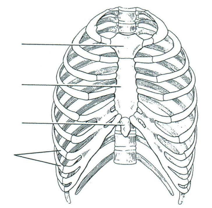 5. The figure below is an anterior view of the thorax. Label the subdivisions of the rib cage and color-code according to the chart below.
