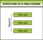 Forms of Lipids Triglycerides long