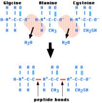 When protein is consumed, the body breaks the amino acid chain down and reassembles them where they are needed, in