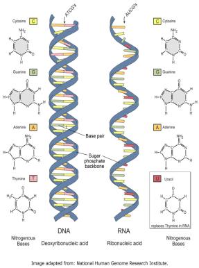 DNA's counterpart: RNA sugar group lacks