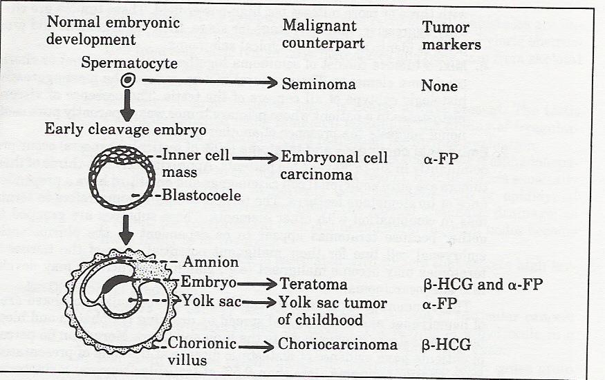 Embryogenesis of