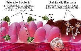 FLORA ACTUALLY FIGHTS OFF THE BAD PATHOGENS THAT TRY TO ENTER OUR