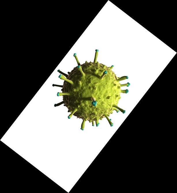VIRUSES INVADE THE CELLS OF A LIVING ORGANISM WHERE THEY REPRODUCE