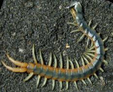 Section 3.16 Notes Centipedes & Millipedes CHILO = 1000 1. Tell the class for each: Centipedes = CHILOPODA Millipedes = DIPLOPODA DIPLO = DOUBLE 2.