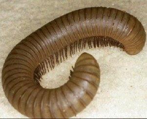 Millipedes feed on leaf LITTER and organic. MATERIAL They have 2 pairs of legs per body segment & are not. POISONOUS 3.