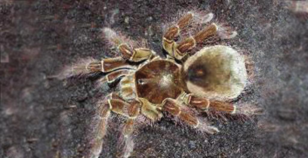 SPIDERS Spiders belong to the Order Araneae, which is divided into three Sub-orders, Mesothelae, Mygalomorphae and Araneomorphae.