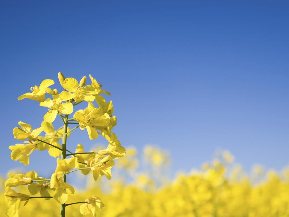 Canola Oil General name : Canola Oil (Canadian and "ola" refers to oil) Botanical Name: Brassica campestris, Brassica napus Grown locally in Sweden & Denmark short transports Rapeseed or Canola?