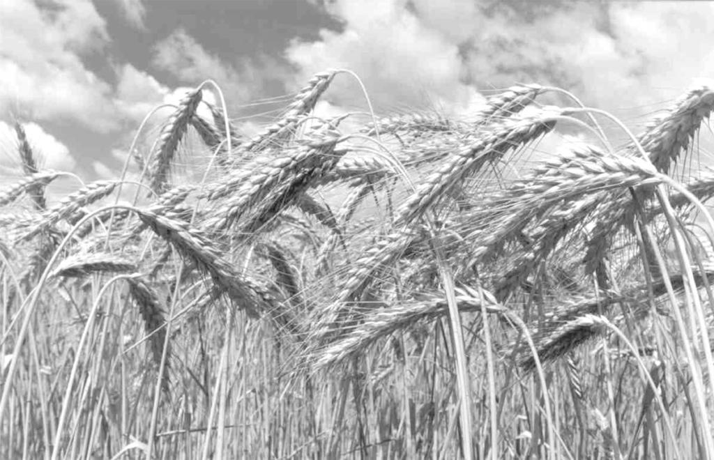 12. Triticale is a cereal plant produced by crossing two closely related plants, wheat and rye. Wheat has high nutritional quality and the yield is high.
